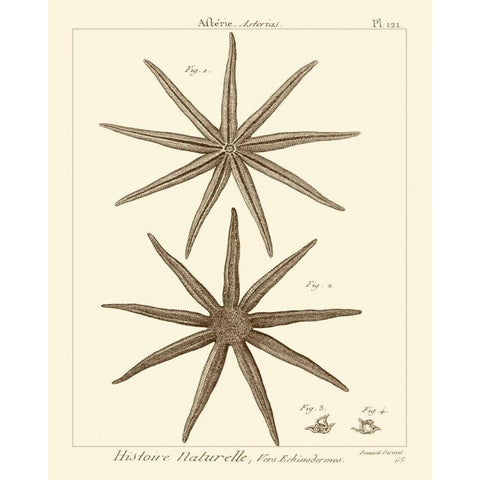 Striking Starfish III Gold Ornate Wood Framed Art Print with Double Matting by Vision Studio