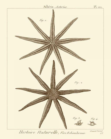 Striking Starfish III Black Ornate Wood Framed Art Print with Double Matting by Vision Studio