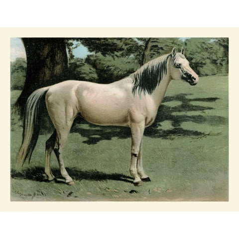 Cassells Horse I White Modern Wood Framed Art Print by Cassel