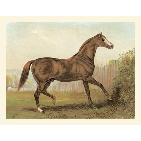 Cassells Horse III Black Modern Wood Framed Art Print with Double Matting by Cassel