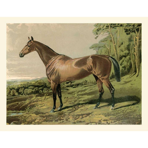 Cassells Horse IV Black Modern Wood Framed Art Print by Cassel