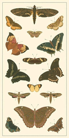 Cramer Butterfly Panel II  Black Ornate Wood Framed Art Print with Double Matting by Pieter, Cramer