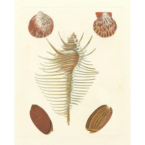 Knorr Shells I White Modern Wood Framed Art Print by Knorr