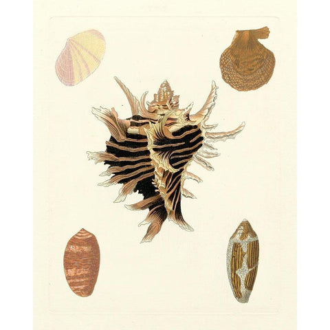 Knorr Shells II Black Modern Wood Framed Art Print with Double Matting by Knorr