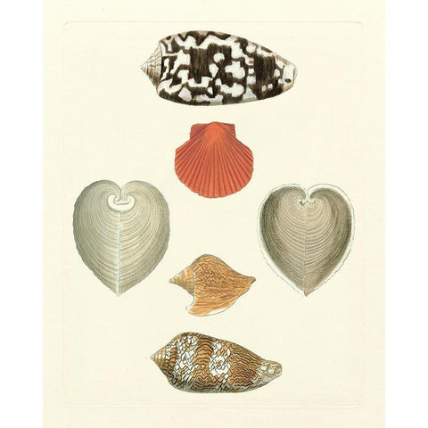 Knorr Shells III White Modern Wood Framed Art Print by Knorr