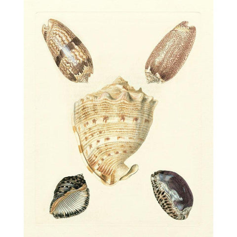 Knorr Shells IV White Modern Wood Framed Art Print by Knorr