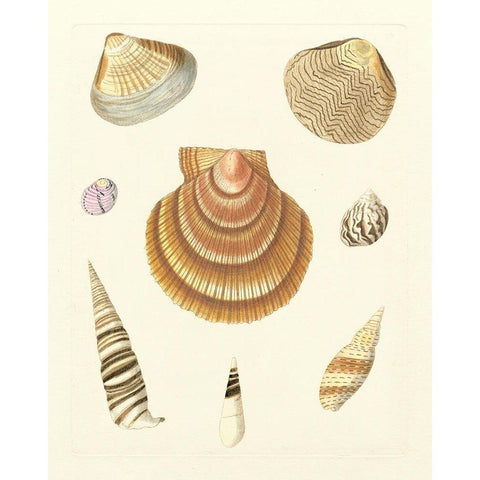 Knorr Shells V Black Modern Wood Framed Art Print with Double Matting by Knorr