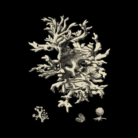 Black and Tan Coral III Black Modern Wood Framed Art Print by Vision Studio