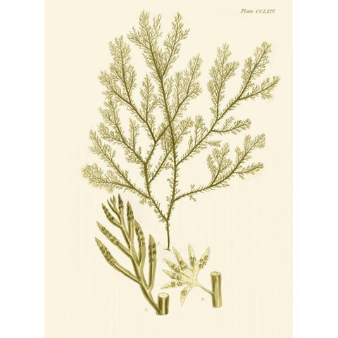 Dramatic Seaweed I White Modern Wood Framed Art Print by Vision Studio