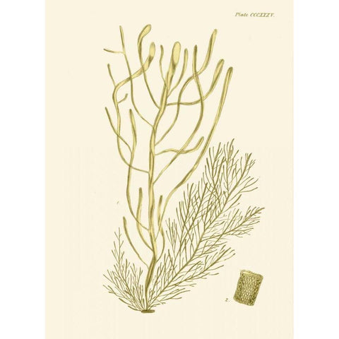 Dramatic Seaweed III Black Modern Wood Framed Art Print with Double Matting by Vision Studio