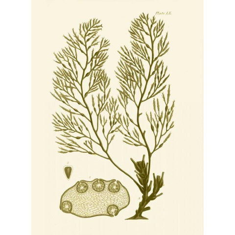 Dramatic Seaweed IV White Modern Wood Framed Art Print by Vision Studio