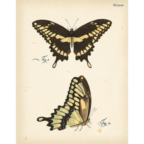 Butterfly Profile I Gold Ornate Wood Framed Art Print with Double Matting by Vision Studio