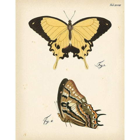 Butterfly Profile II Gold Ornate Wood Framed Art Print with Double Matting by Vision Studio