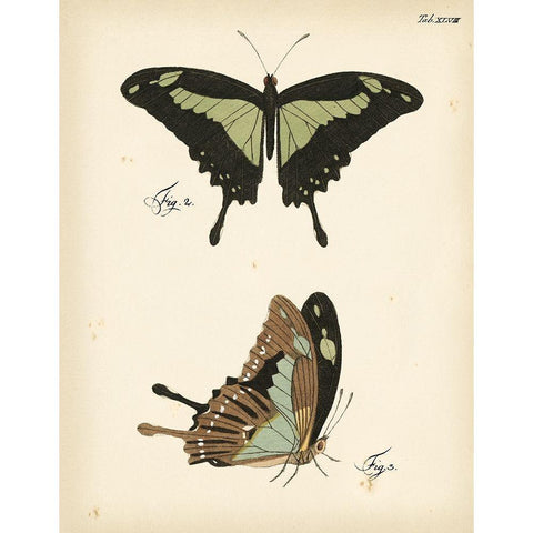 Butterfly Profile III Gold Ornate Wood Framed Art Print with Double Matting by Vision Studio