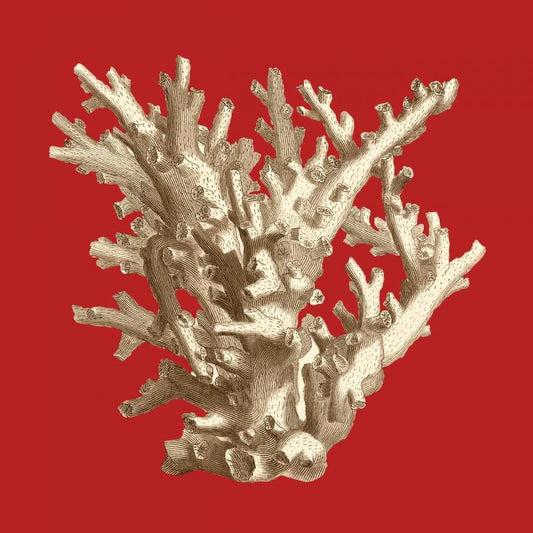 Image Only