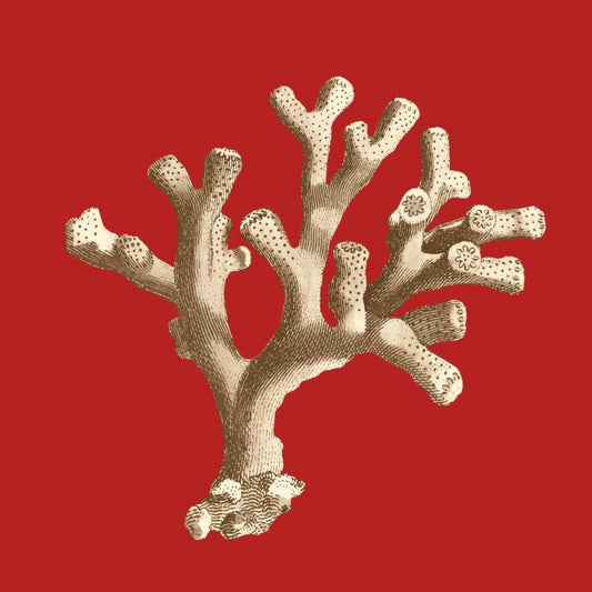 Image Only