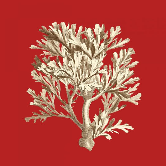Image Only