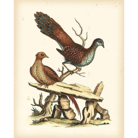 Regal Pheasants I Black Modern Wood Framed Art Print with Double Matting by Edwards, George