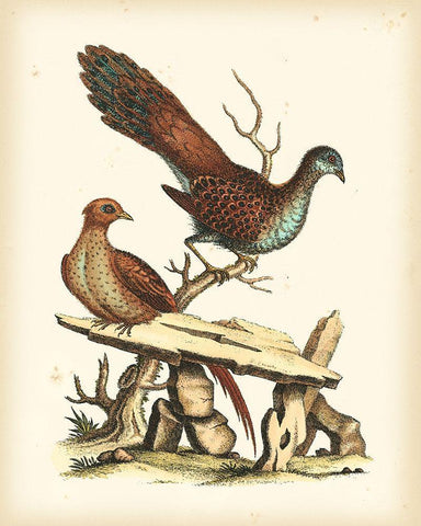 Regal Pheasants I White Modern Wood Framed Art Print with Double Matting by Edwards, George