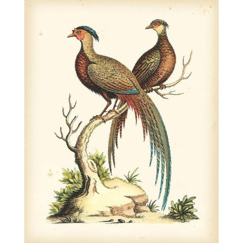 Regal Pheasants II Gold Ornate Wood Framed Art Print with Double Matting by Edwards, George