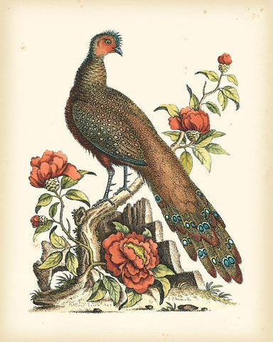 Regal Pheasants III Black Ornate Wood Framed Art Print with Double Matting by Edwards, George