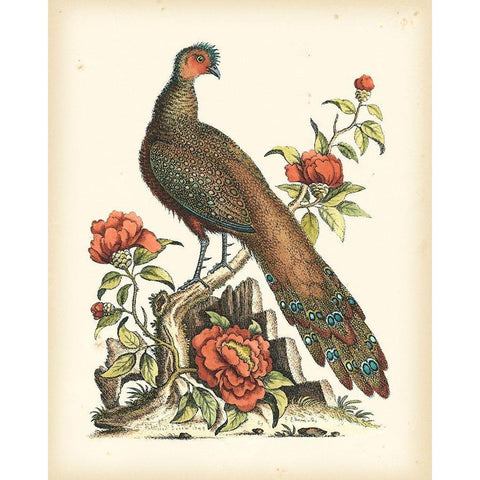 Regal Pheasants III Gold Ornate Wood Framed Art Print with Double Matting by Edwards, George