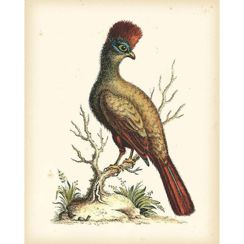 Regal Pheasants IV White Modern Wood Framed Art Print by Edwards, George
