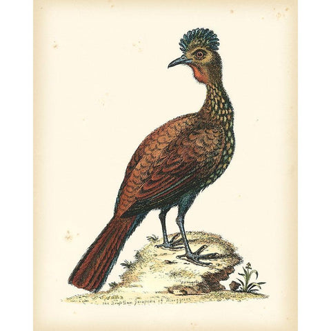 Regal Pheasants V Gold Ornate Wood Framed Art Print with Double Matting by Edwards, George