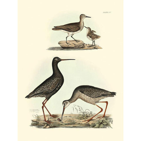 Selby Sandpipers I Black Modern Wood Framed Art Print by Selby, John