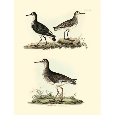 Selby Sandpipers II Gold Ornate Wood Framed Art Print with Double Matting by Selby, John
