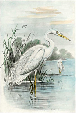 Oversize White Heron Black Ornate Wood Framed Art Print with Double Matting by unknown