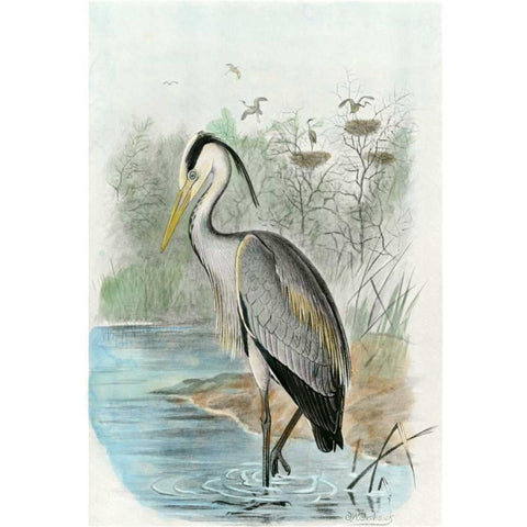 Oversize Common Heron Black Modern Wood Framed Art Print with Double Matting by unknown