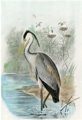 Oversize Common Heron Black Ornate Wood Framed Art Print with Double Matting by unknown