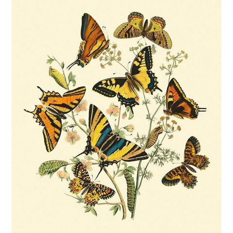 Butterfly Gathering I White Modern Wood Framed Art Print by Vision Studio