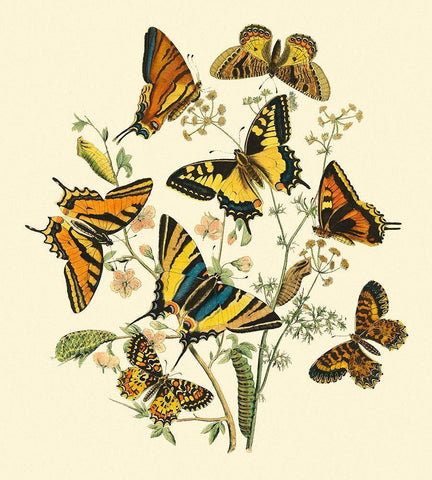 Butterfly Gathering I White Modern Wood Framed Art Print with Double Matting by Vision Studio