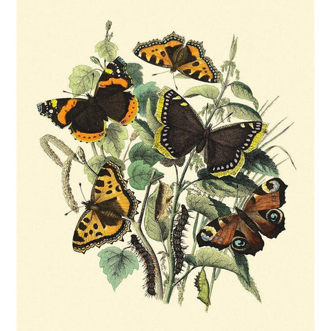 Butterfly Gathering II Black Modern Wood Framed Art Print with Double Matting by Vision Studio