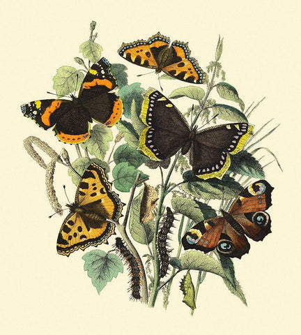 Butterfly Gathering II White Modern Wood Framed Art Print with Double Matting by Vision Studio