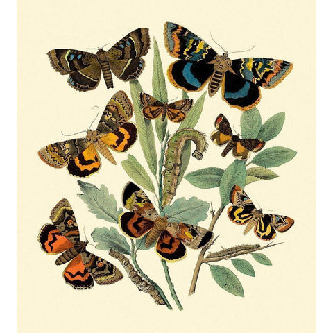 Butterfly Gathering III Black Modern Wood Framed Art Print with Double Matting by Vision Studio