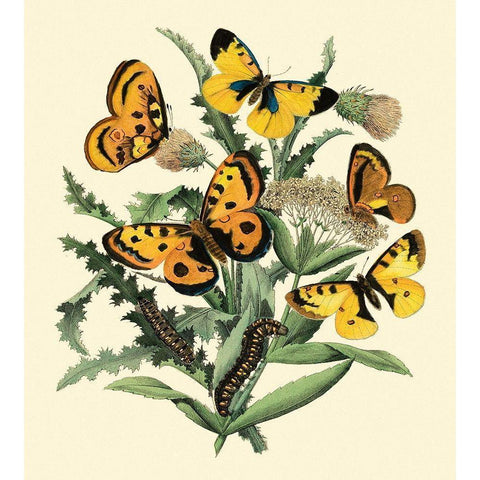 Butterfly Gathering IV Black Modern Wood Framed Art Print with Double Matting by Vision Studio