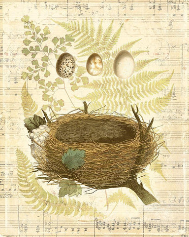 Melodic Nest and Eggs II Black Ornate Wood Framed Art Print with Double Matting by Vision Studio