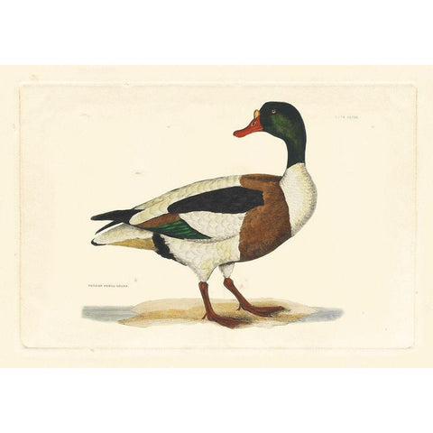 Selby Duck II White Modern Wood Framed Art Print by Selby, John