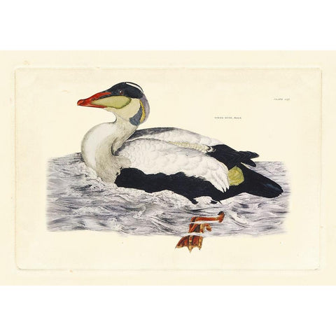 Selby Duck III White Modern Wood Framed Art Print by Selby, John