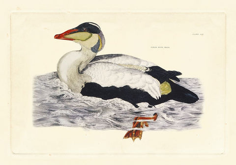 Selby Duck III White Modern Wood Framed Art Print with Double Matting by Selby, John