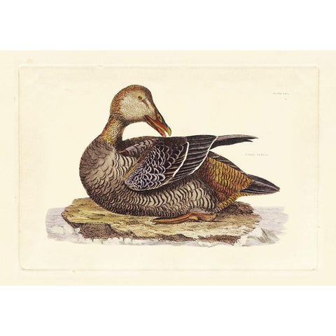 Selby Duck IV Black Modern Wood Framed Art Print by Selby, John