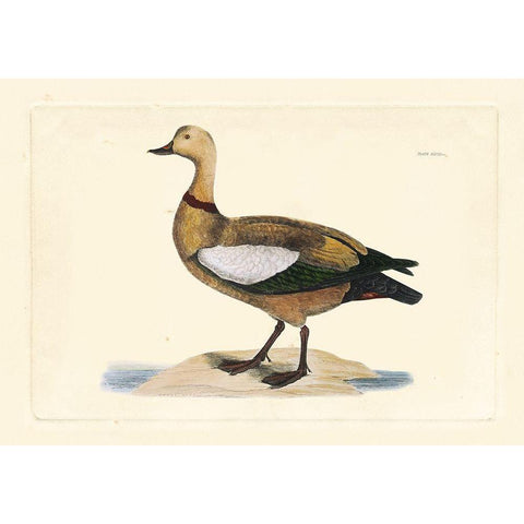 Selby Duck V Black Modern Wood Framed Art Print by Selby, John