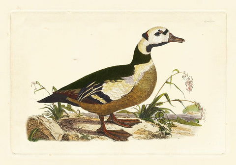 Selby Duck VI Black Ornate Wood Framed Art Print with Double Matting by Selby, John