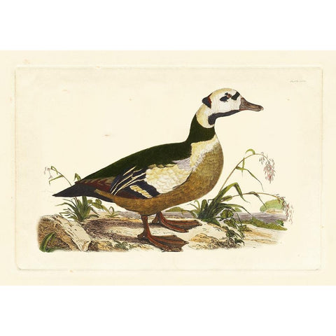 Selby Duck VI Black Modern Wood Framed Art Print by Selby, John
