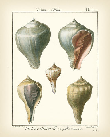 Volute Shells  Pl.390 Black Ornate Wood Framed Art Print with Double Matting by Diderot, Denis