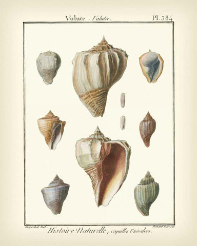 Volute Shells, Pl.384 Black Ornate Wood Framed Art Print with Double Matting by Diderot, Denis