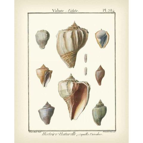 Volute Shells, Pl.384 White Modern Wood Framed Art Print by Diderot, Denis